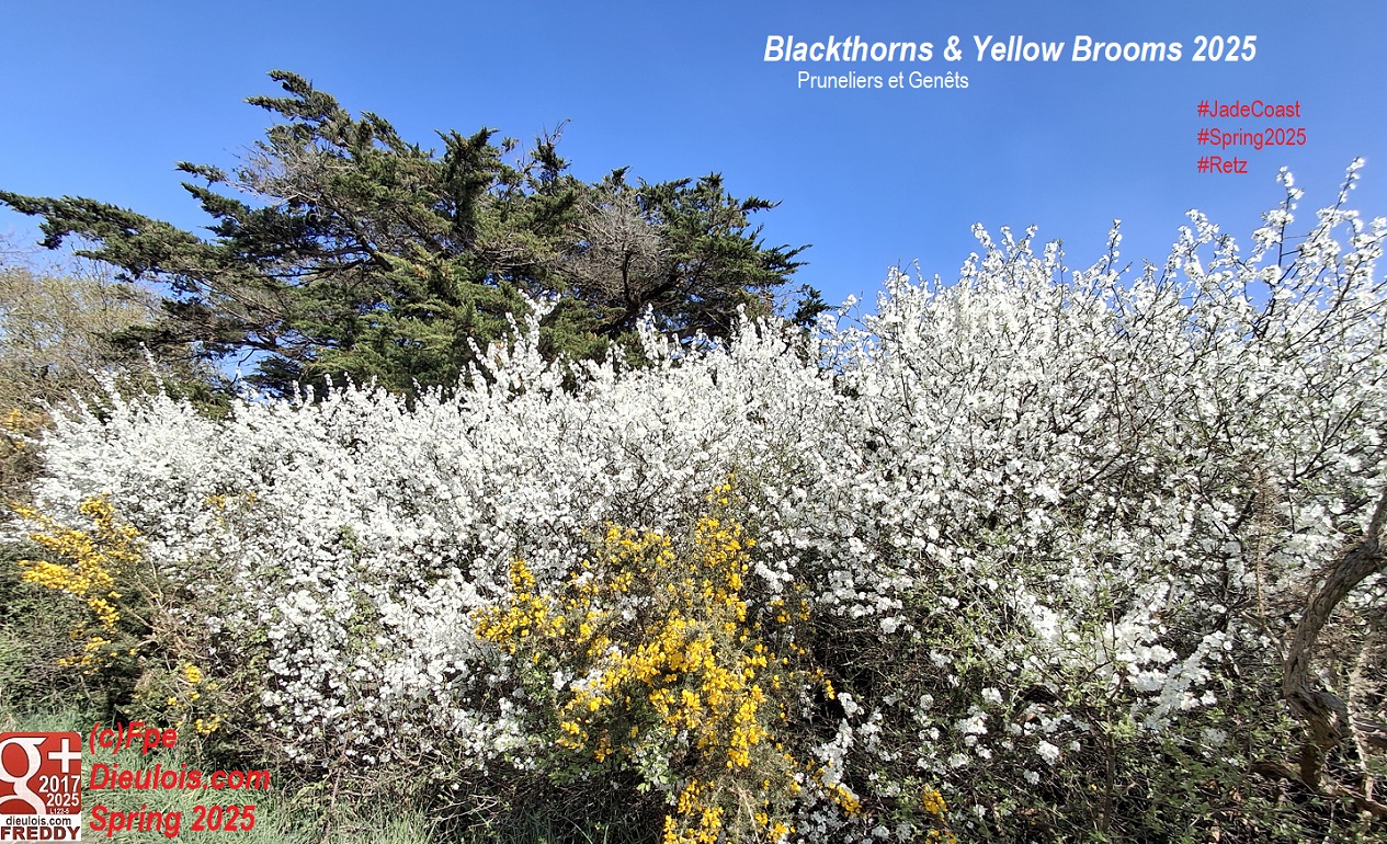 Jade coast Retz pruneliers blackthorns dieulois